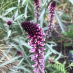 How to grow Lysimachia atropurpurea ‘Beaujolais’ from seed