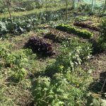 Allotment month 31: here come the crops – gherkins, kohlrabi, edible flowers and more