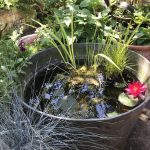 How to make a micro wildlife pond in a pot