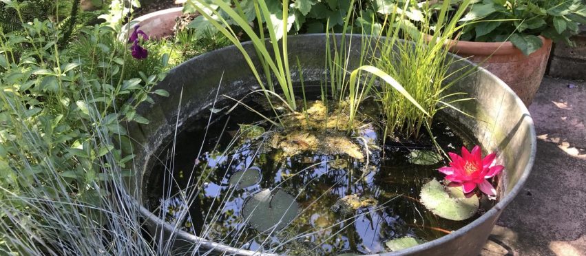 How to make a micro wildlife pond in a pot