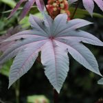 Pot’s Growing On: creating space, sunflower for foliage and ornamental aubergine