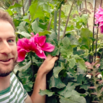 Video of giant dahlia ‘Emory Paul’