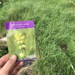 Control meadow grass using parasitic yellow rattle, Rhinanthus minor