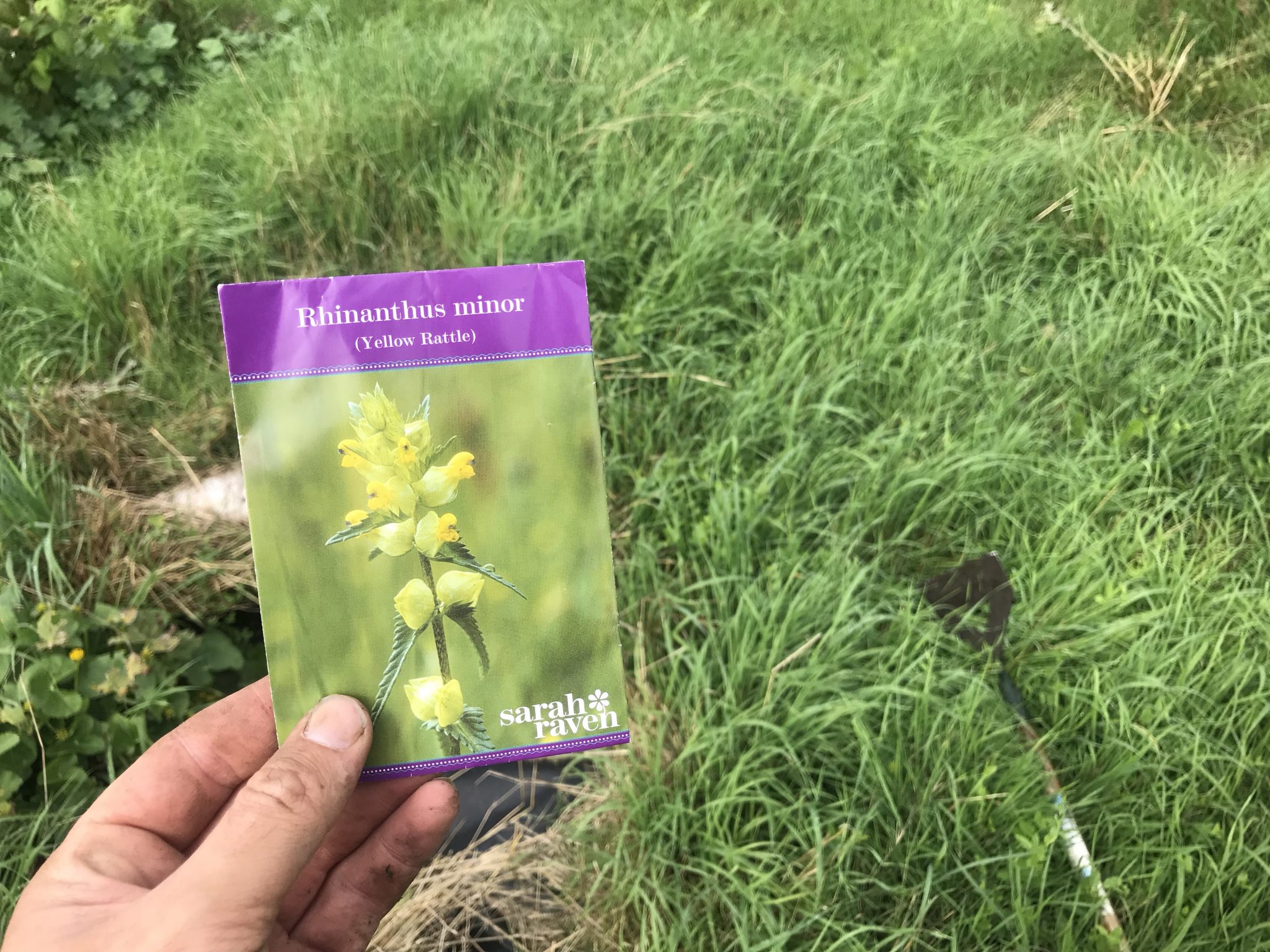 Control meadow grass using parasitic yellow rattle, Rhinanthus minor