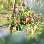 Allotment Month 34: happy herbal, apple disaster, persistent prairie