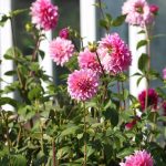 How to support dahlias for borders, pots and cutting