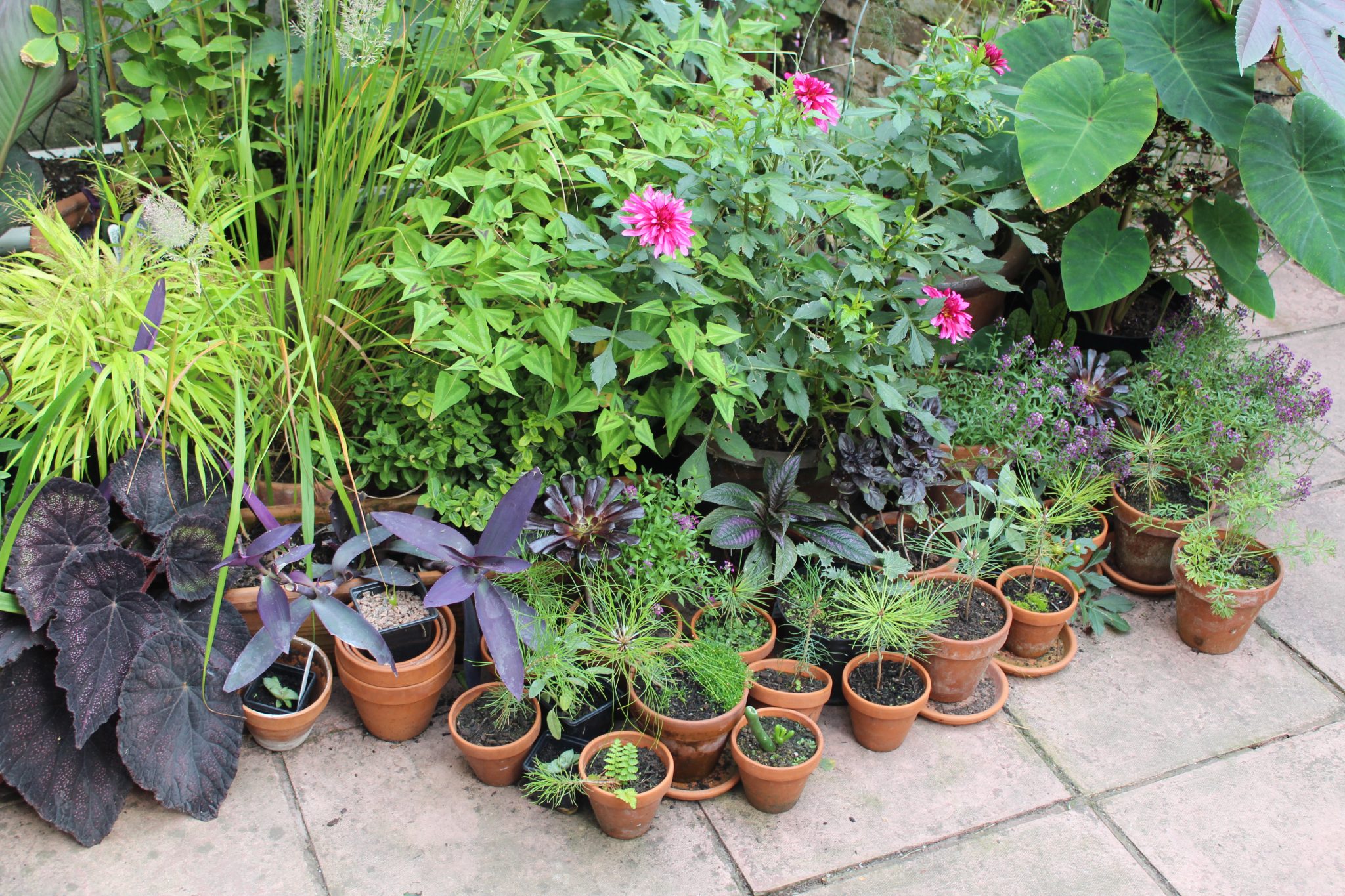 Pot’s Growing On addicted to crazy leaves Jack Wallington Nature