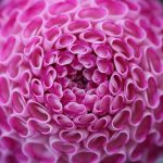 National Dahlia Society Annual Show 2018, RHS Wisley