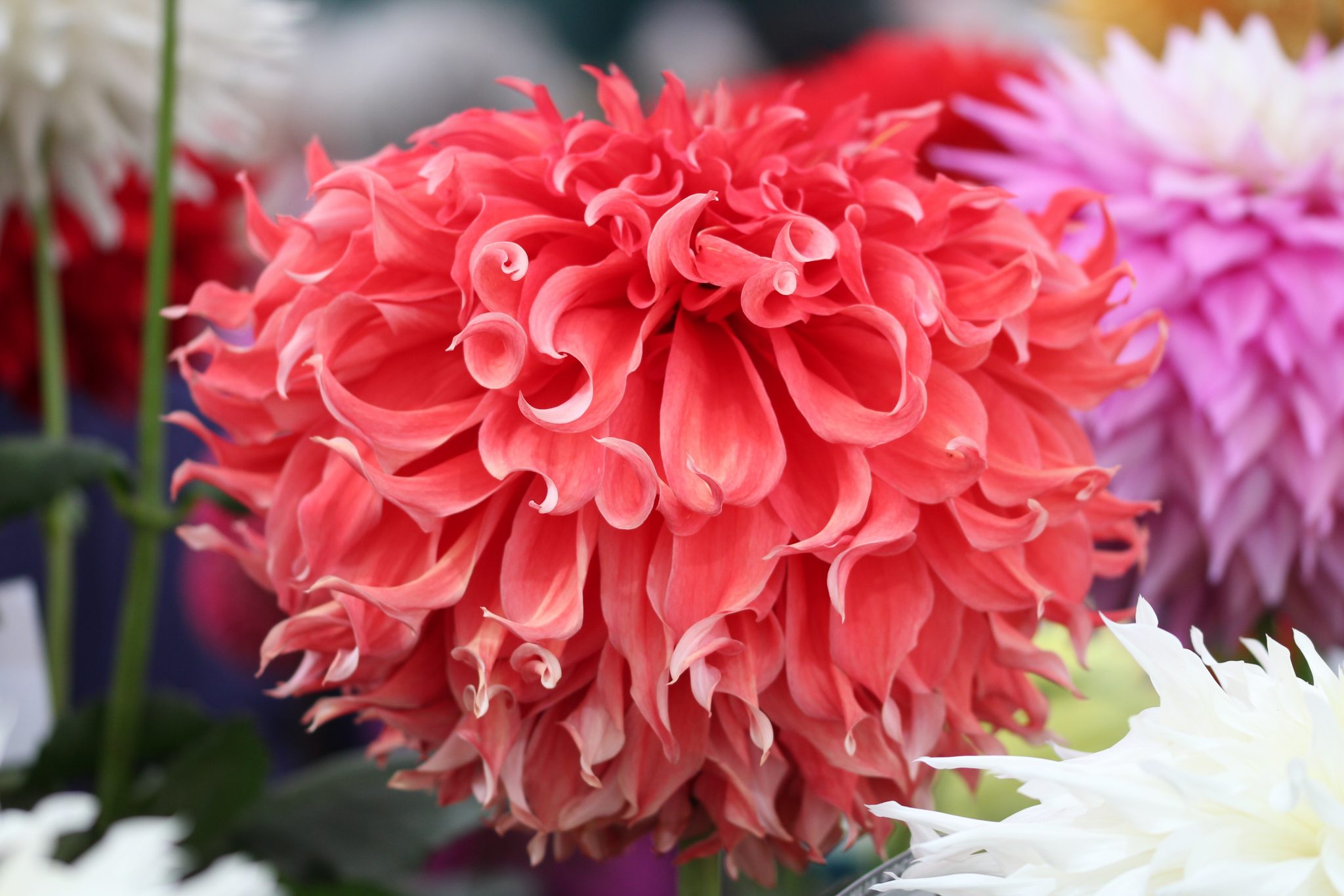 National Dahlia Society Annual Show 2018, RHS Wisley Jack Wallington
