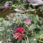 Reflections on another gardening year