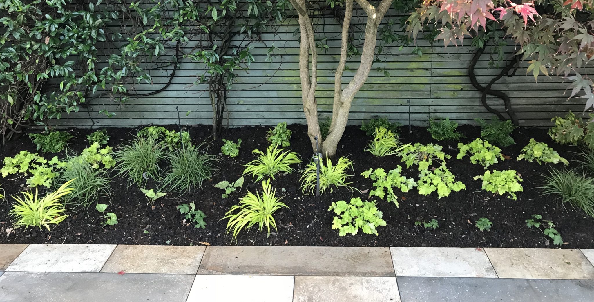 How established should a newly planted garden design be? | Jack Wallington  | Nature & Gardens