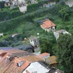 Amazing scenes as Porto’s streets are swallowed by Ipomoea