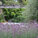 What’s wrong with Verbena bonariensis?