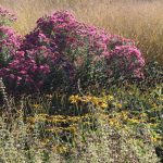 Is this the year we fell in love with Symphyotrichum? Photos from Sussex Prairies