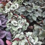 How to grow Begonia leaf cuttings