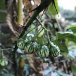 Wild Way Newsletter – January 2021
