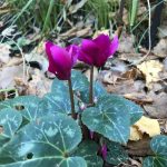 Pot’s Growing On: experimenting with tender plants outside