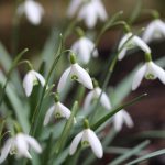 February gardening ideas: end of winter (month three)