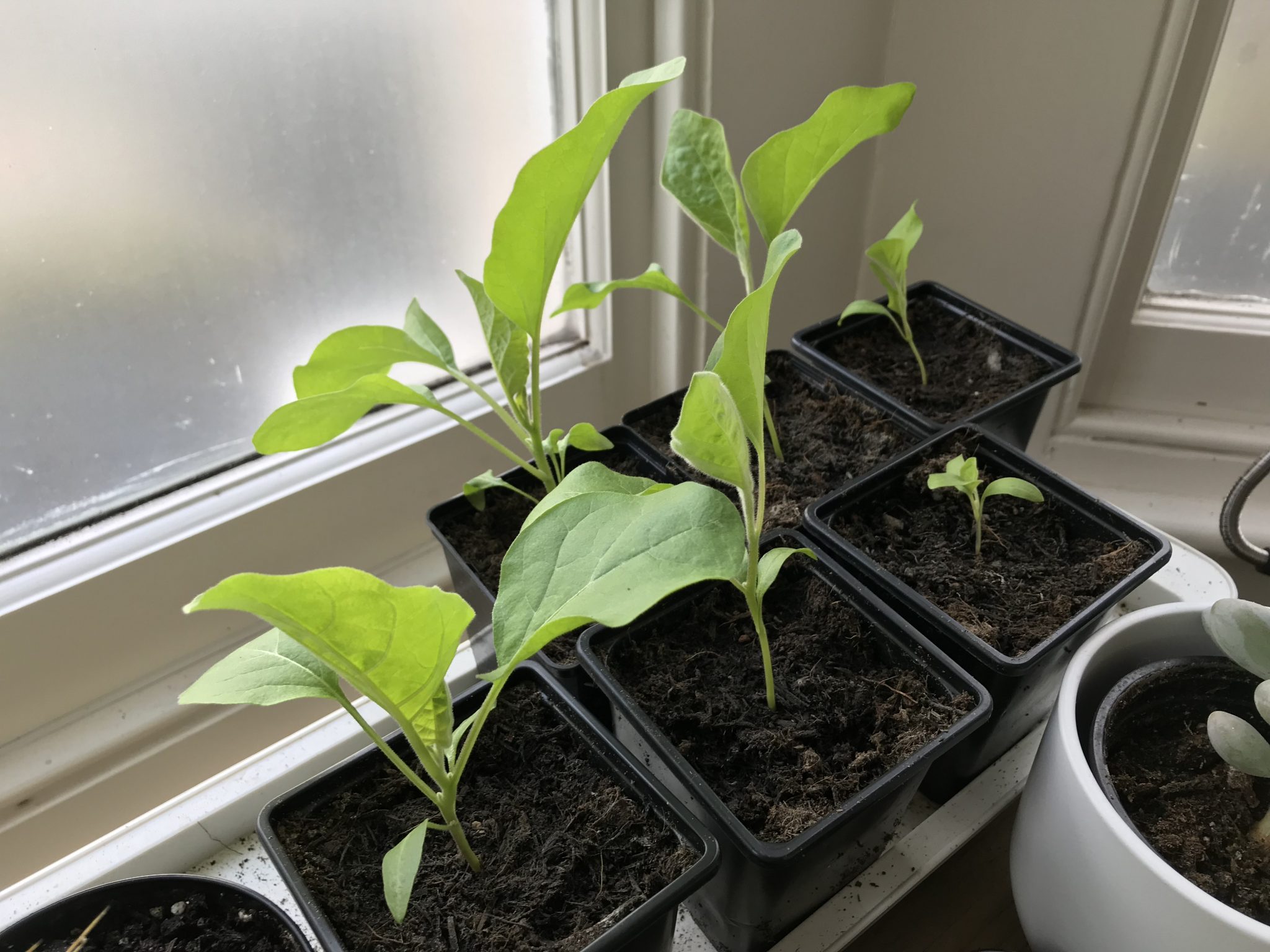 What seeds to sow in January Jack Wallington Nature & Gardens