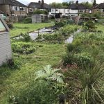 Long term planting on the allotment