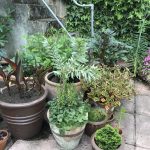 Pot’s Growing On: road to our open garden