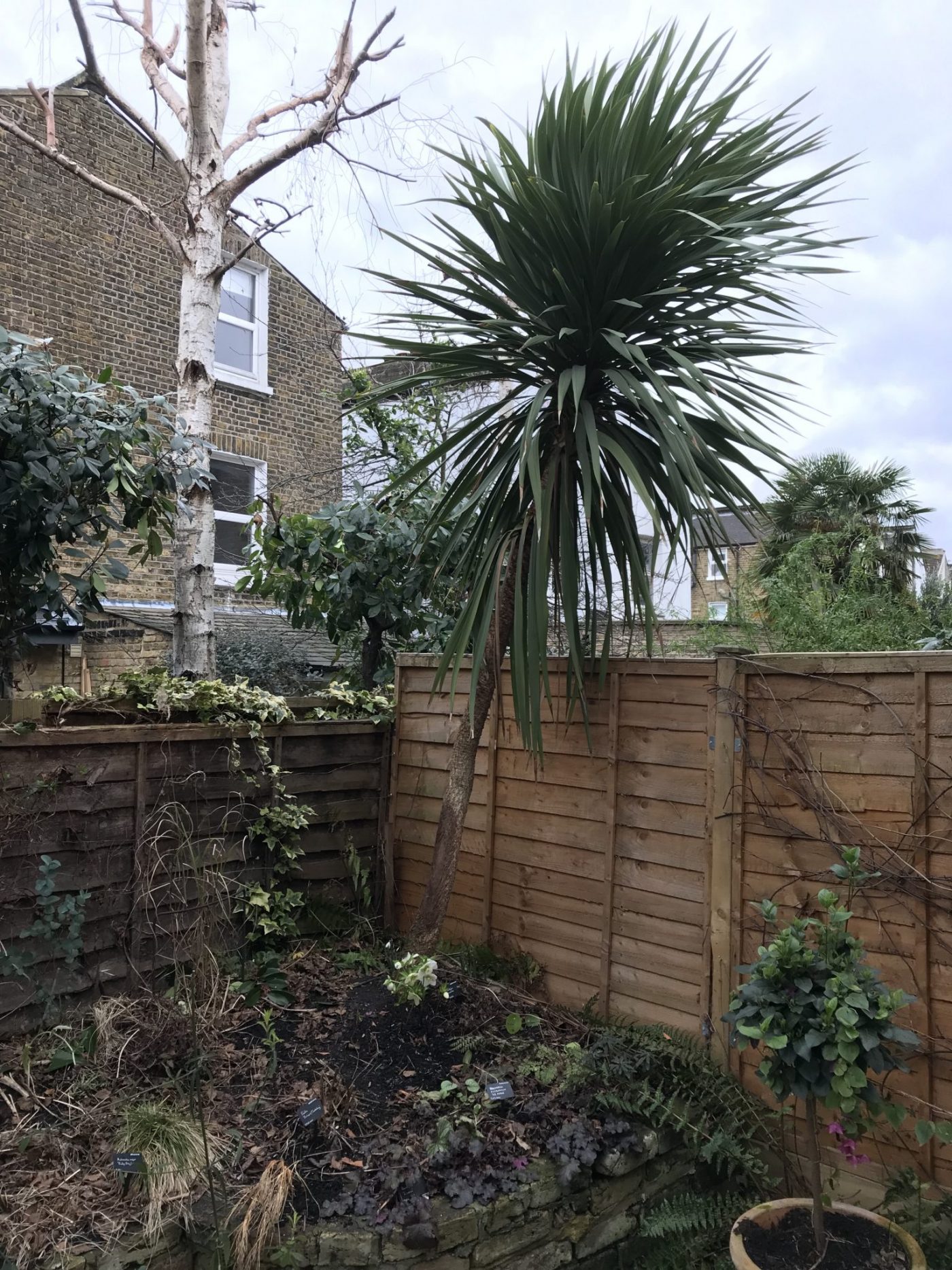 How to prune a Cordyline australis Jack Wallington Nature & Gardens