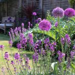 June gardening ideas: summer (month seven)