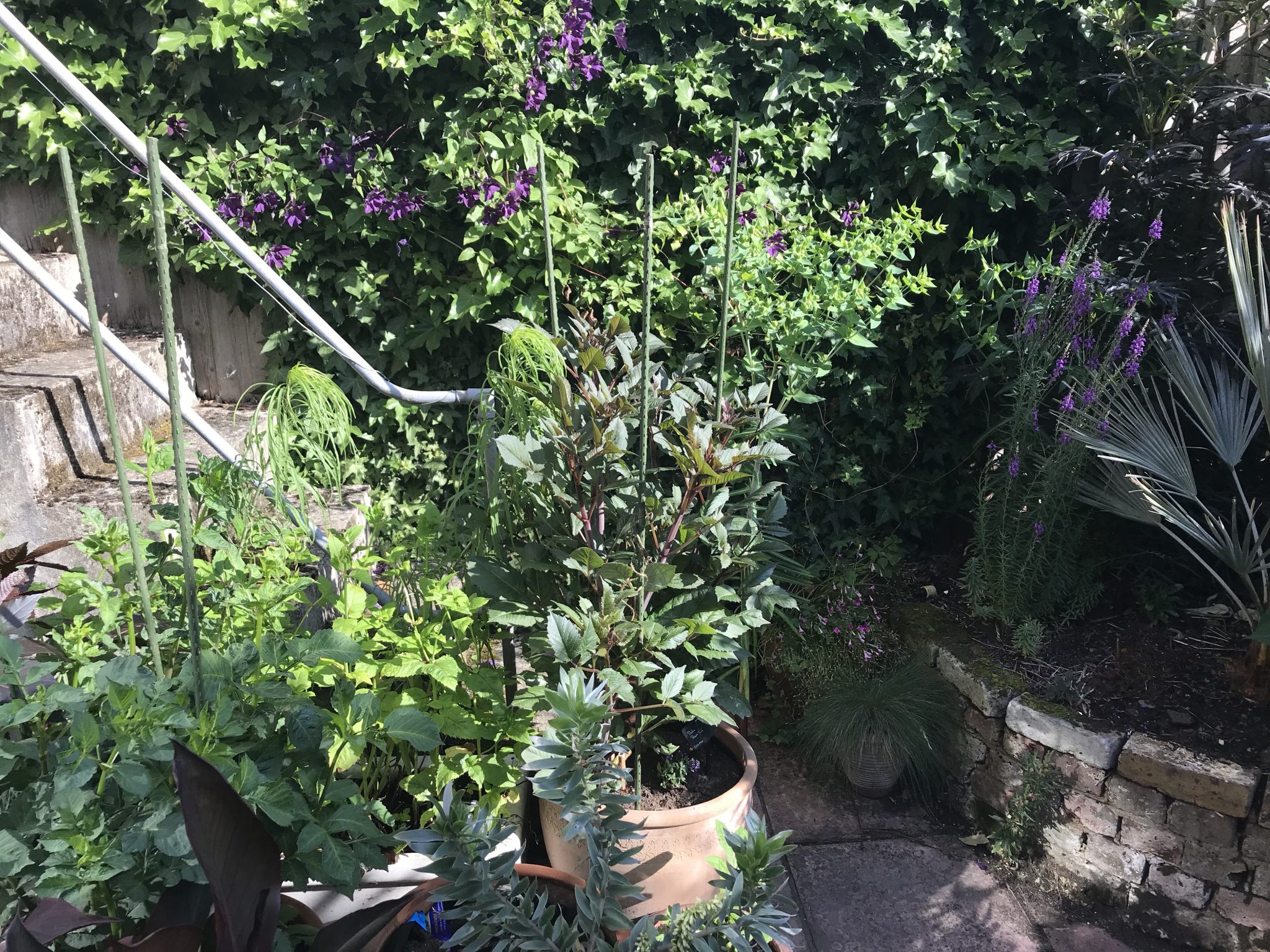 How to support dahlias for borders, pots and cutting Jack Wallington