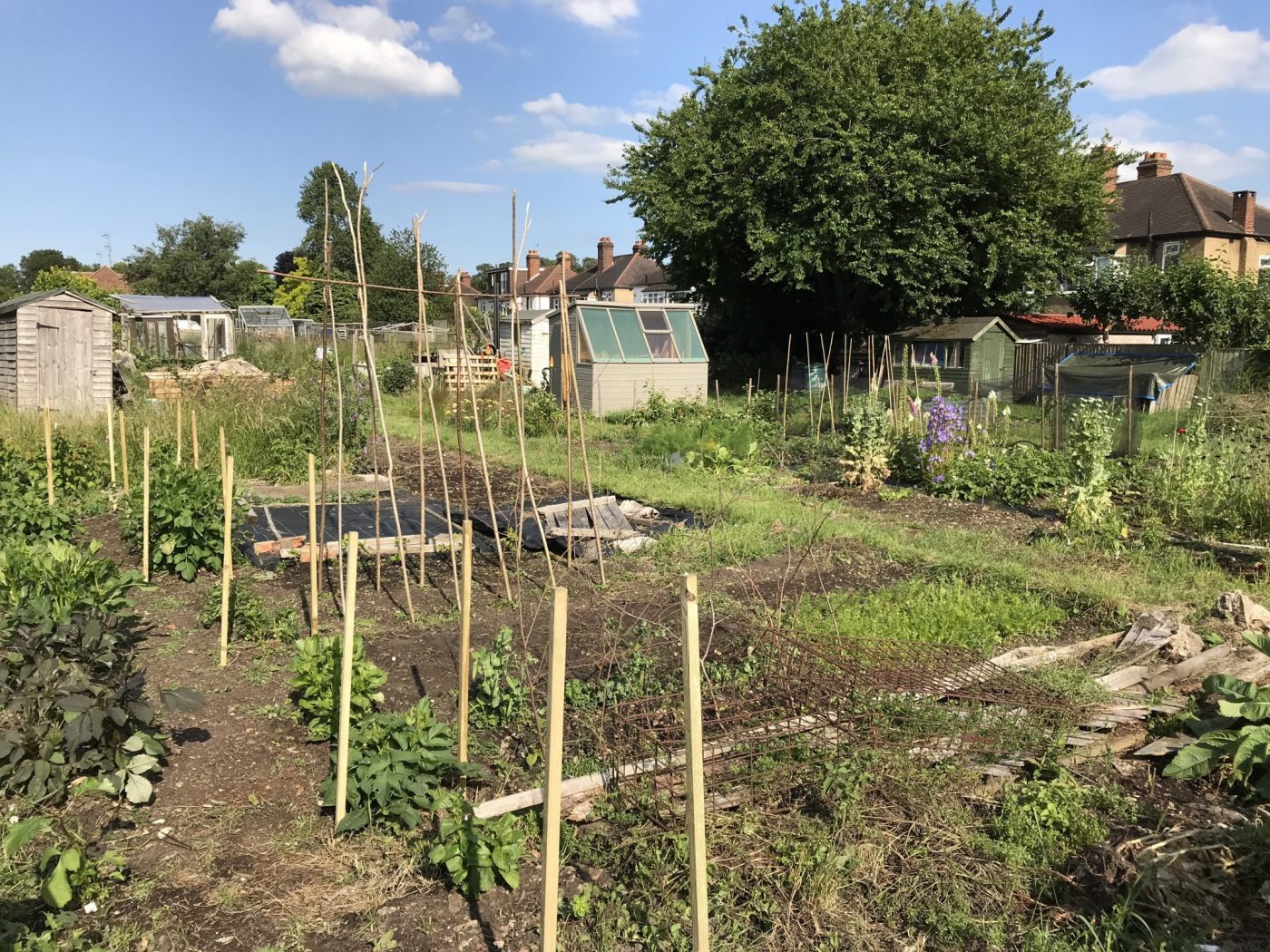 How to support dahlias for borders, pots and cutting Jack Wallington