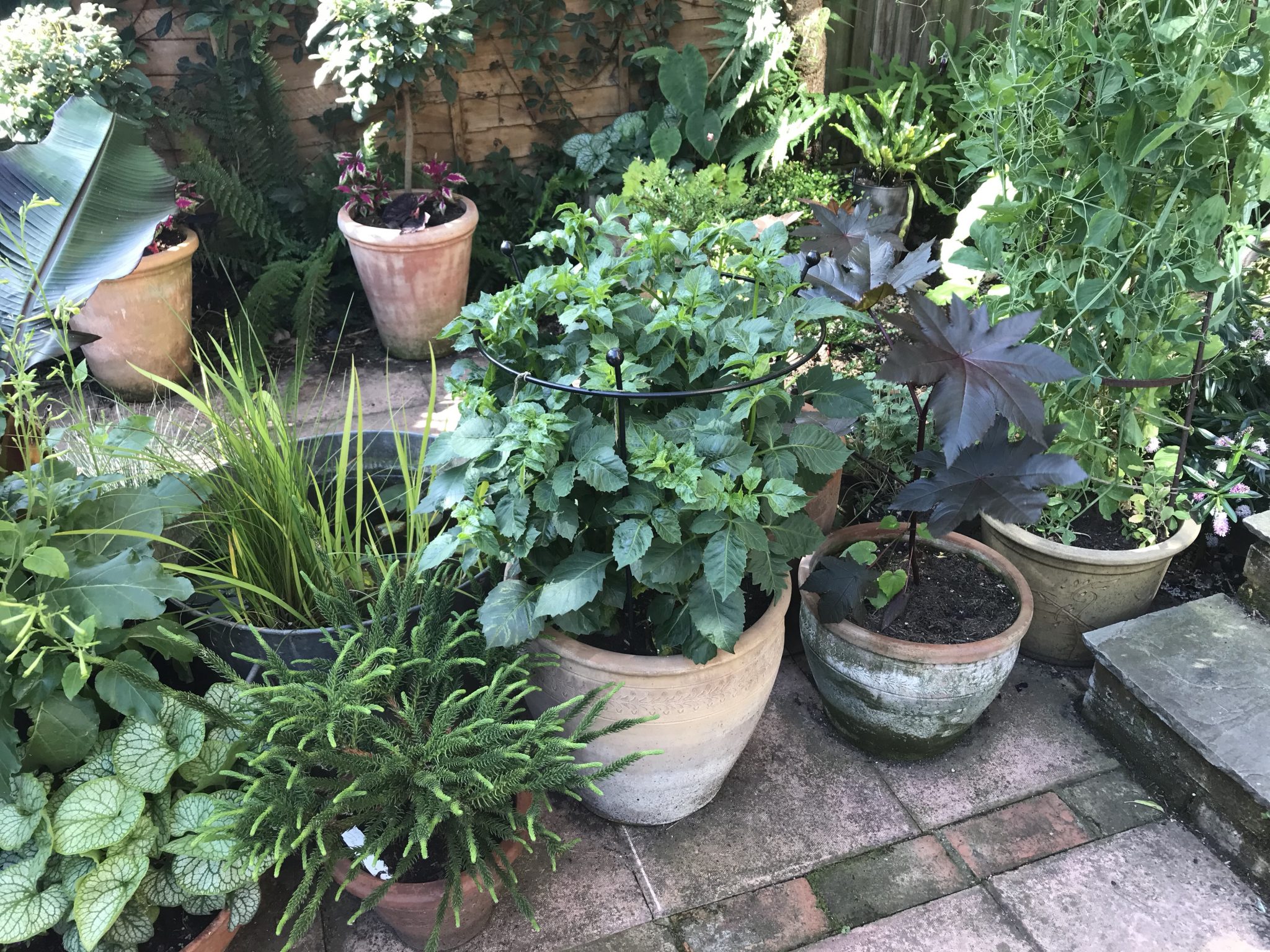 How to support dahlias for borders, pots and cutting Jack Wallington