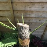 How to prune a Cordyline australis