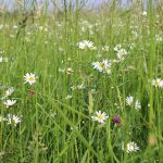 Wild Way Newsletter – November 2021
