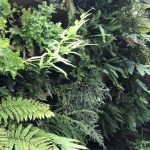 How to grow ferns from spores