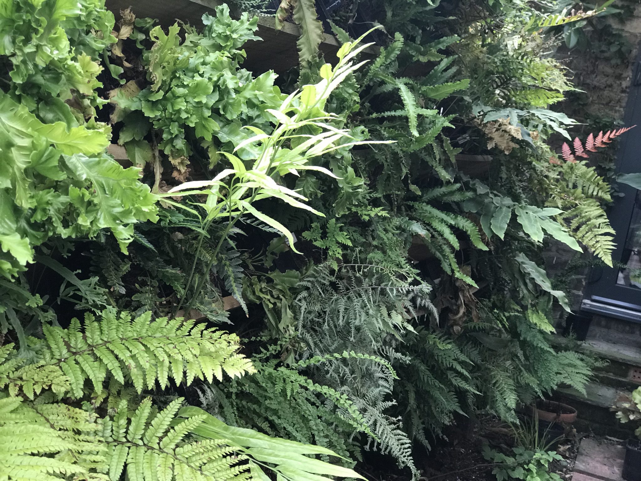 How to grow ferns from spores | Jack Wallington Garden Design Ltd