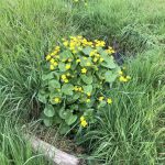 Wild patch: the challenge of a wildlife friendly allotment