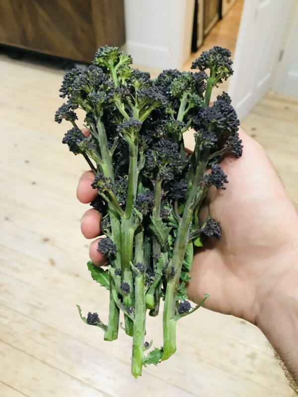 How to grow organic purple sprouting broccoli and cook it Jack