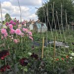 Allotment month 45: salad harvest, colourful potatoes and rainbow tomatoes