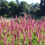First day on the RHS Persicaria Trial