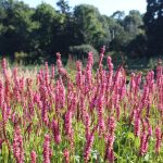 First day on the RHS Persicaria Trial