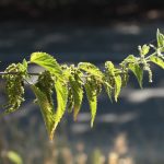 Stinging nettles, a troublesome but useful weed