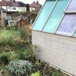 Allotment Month 49: growing up