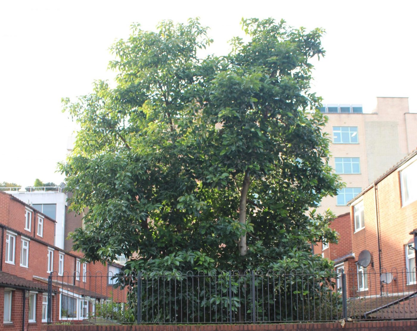 Growing avocados in London Jack Wallington Nature & Gardens