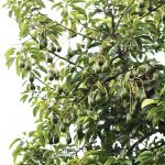 Growing avocados in London