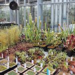 From plant to seed bank, how Kew Gardens is saving the planet’s flora and us