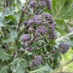 How to grow organic purple sprouting broccoli and cook it