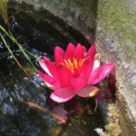 How to divide a miniature water lily