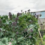 Allotment Month 52 – March: hunt for the best purple sprouting broccoli, forced rhubarb and colour like no other!