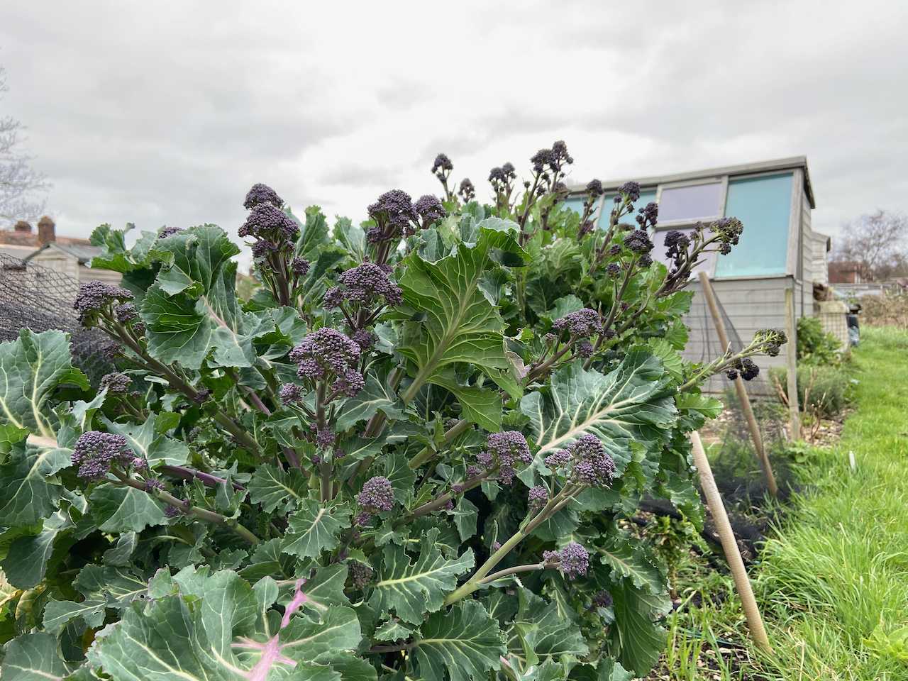 How Does Purple Broccoli Grow?  