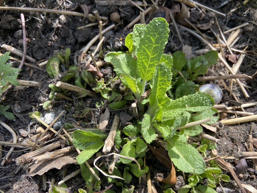 New shoots of Salvia nemerosa 'Caradonna' after pruning