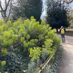 From the streets: London’s green spaces in Lockdown